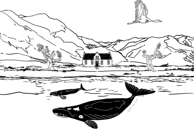 South Africa Tasting illustration